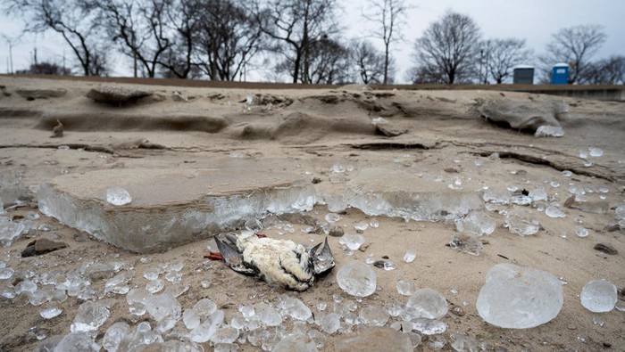 Sejumlah Burung Mati Terdampar di Danau Michigan A dead bird sits on the shore of 31st Street Beach after dead birds began washing ashore on Lake Michigan, prompting a warning from health authorities ahead of tests for bird flu, in Chicago, Illinois, U.S. February 5, 2025. REUTERS/Vincent Alban