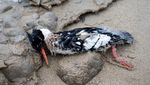 Sejumlah Burung Mati Terdampar di Danau Michigan
