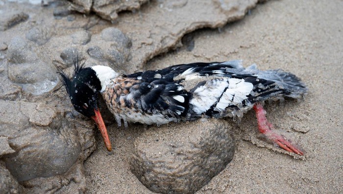 Sejumlah Burung Mati Terdampar di Danau Michigan A dead bird sits on the shore of 31st Street Beach after dead birds began washing ashore on Lake Michigan, prompting a warning from health authorities ahead of tests for bird flu, in Chicago, Illinois, U.S. February 5, 2025. REUTERS/Vincent Alban