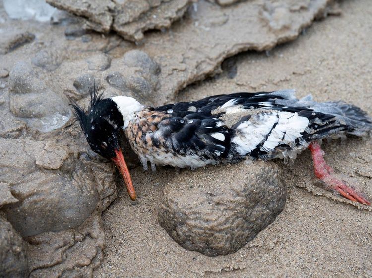 Sejumlah Burung Mati Terdampar di Danau Michigan