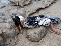 Sejumlah Burung Mati Terdampar di Danau Michigan