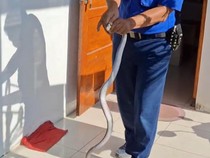 Kobra Terciduk Masuk Rumah Warga Gunungkidul Lalu Ngumpet di Kardus