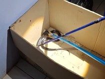 Kobra Jawa Ngumpet Kardus di Gudang Warga Gunungkidul, Proses Evakuasi 10 Menit