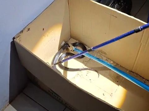 Ular kobra Jawa 1 meter dievakuasi dari rumah warga Karangduwet I, Karangrejek, Wonosari, Gunungkidul, Kamis (6/2/2025).