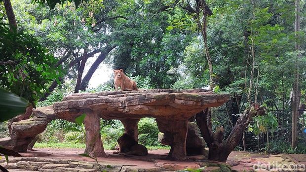 Bandung Park Zoo