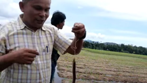 Belut di sawah bapokok murah (Tangkapan layar channel Youtube Ir Djoni)