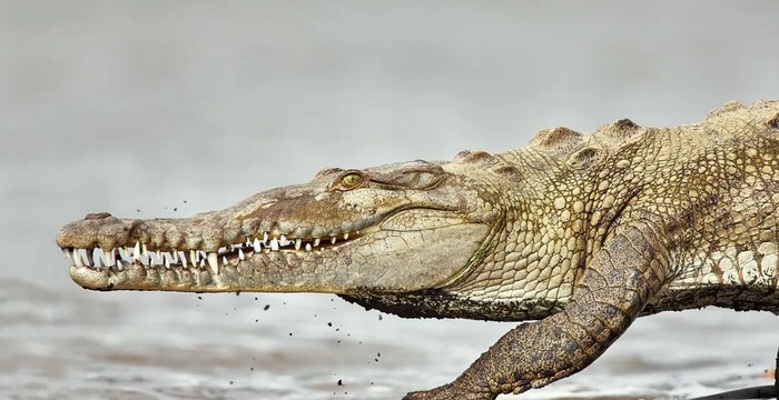 Buaya bersarang di PLTN