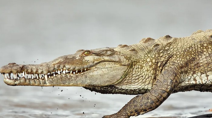Buaya bersarang di PLTN