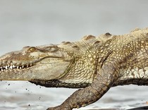 Studi Temukan Ribuan Hewan Tinggal di Pipa Saluran Air di AS, Ada Buaya!