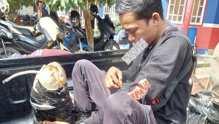 Buaya yang terangkap di jaring warga saat dievakuasi.