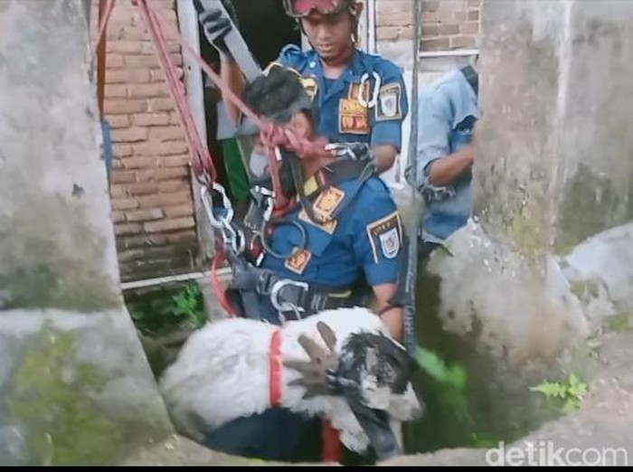 Evakuasi kambing di Desa Beku, Kecamatan Karanganom, Klaten, oleh Damkar Klaten, Jumat (7/2/2025).