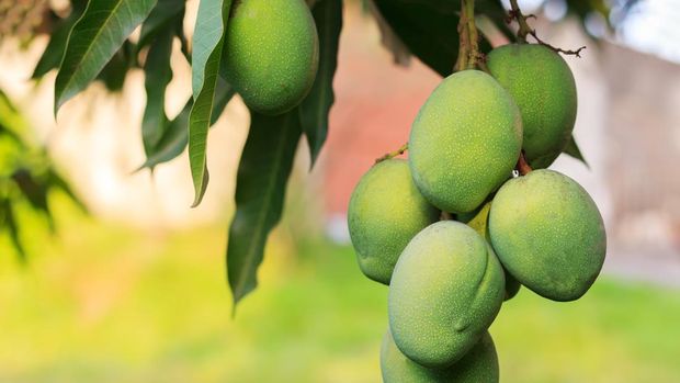 Ilustrasi pohon mangga Bunch of green mango on tree in garden. Selective focus
