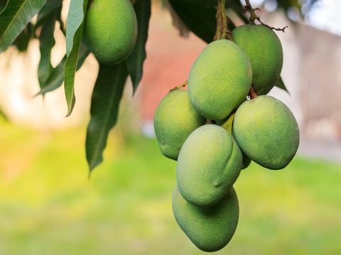 Bunch of green mango on tree in garden. Selective focus