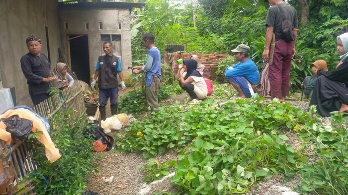 Kawanan anjing hutan serang ternak warga di Tasikmalaya.