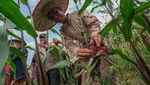 Lahan Tidur Dimanfaatkan buat Ditanami Jagung Ketan Ungu