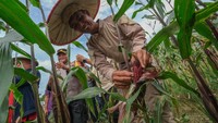 Pemkot Kendari bersama warga binaan Lapas Kelas IIA Kendari menanam komoditi jagung yang memanfaatkan lahan tidur seluas 1,4 hektar guna mendukung program swasembada pangan Nasional.