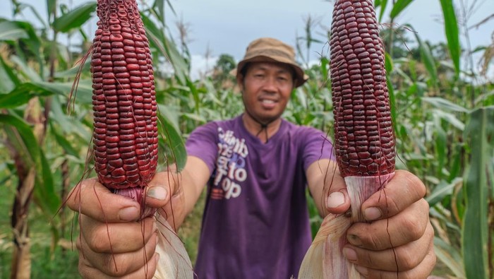 Lahan Tidur Dimanfaatkan buat Ditanami Jagung Ketan Ungu Seorang petani menunjukkan jagung ketan ungu yang baru dipanen di lahan milik Lapas Kelas II Kendari, Kendari, Sulawesi Tenggara, Jumat (7/2/2025). Pemkot Kendari bersama warga binaan Lapas Kelas IIA Kendari menanam komoditi jagung yang memanfaatkan lahan tidur seluas 1,4 hektar guna mendukung program swasembada pangan Nasional. ANTARA FOTO/Andry Denisah/Spt.