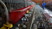Menurut pelaku usaha, peternakan binaan Badan Usaha Milik Negara (BUMN) itu terus berkembang dan produksinya mencapai 3.700 hingga 4.000 butir telur per hari dari sebelumnya 3.300 butir per hari.