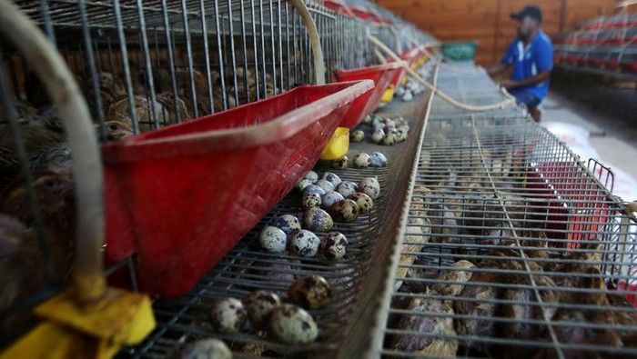 Warga mengangkat keranjang berisi telur puyuh saat produksi di lokasi usaha budidaya ternak puyuh petelur di desa Lampaya, Lhoknga, Aceh Besar, Aceh, Jumat (7/2/2025). Menurut pelaku usaha di daerah itu, budidaya ternak puyuh petelur binaan Badan Usaha Milik Negara (BUMN) terus berkembang dan produksinya mencapai 3.700 hingga 4.000 butir telur per hari dari sebelumnya sebanyak 3.300 butir per hari, sedangkan permintaan pasarnya mencapai 10.000 butir per hari.