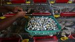Mengintip Peternakan Burung Puyuh di Aceh