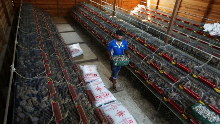 Warga mengangkat keranjang berisi telur puyuh saat produksi di lokasi usaha budidaya ternak puyuh petelur di desa Lampaya, Lhoknga, Aceh Besar, Aceh, Jumat (7/2/2025). Menurut pelaku usaha di daerah itu, budidaya ternak puyuh petelur binaan Badan Usaha Milik Negara (BUMN) terus berkembang dan produksinya mencapai 3.700 hingga 4.000 butir telur per hari dari sebelumnya sebanyak 3.300 butir per hari, sedangkan permintaan pasarnya mencapai 10.000 butir per hari.