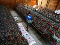 Mengintip Peternakan Burung Puyuh di Aceh