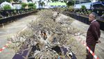 Bonsai dan Suiseki Keren Dipamerkan, Yuk lihat!