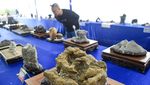 Bonsai dan Suiseki Keren Dipamerkan, Yuk lihat!
