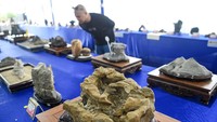 Pengunjung mengamati suiseki (seni batuan) pada pameran dan kontes bonsai-suiseki nasional di Samarinda. 