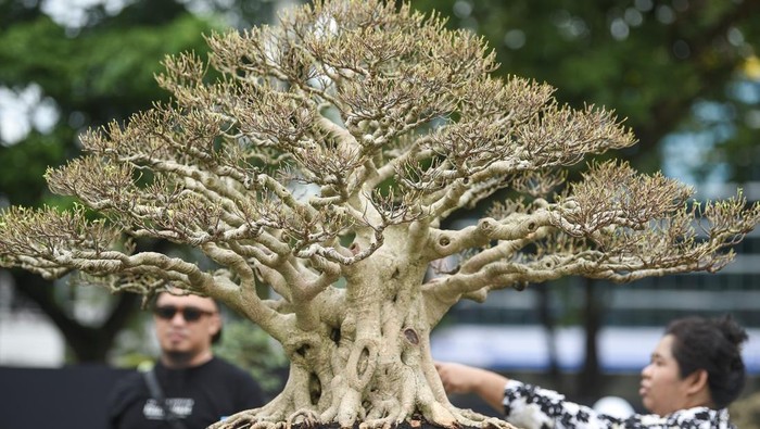 Pameran dan kontes bonsai-suiseki nasional Pengunjung mengamati suiseki (seni batuan) pada pameran dan kontes bonsai-suiseki nasional di Samarinda, Kalimantan Timur, Kamis (6/2/2025). Pameran dan kontes tingkat nasional yang berlangsung hingga 9 Februari 2025 itu diikuti 180 orang peserta dengan menampilkan 393 pohon bonsai dan 18 orang peserta memamerkan 142 suiseki. ANTARA FOTO/M Risyal Hidayat/nym.