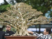 Bonsai dan Suiseki Keren Dipamerkan, Yuk lihat!