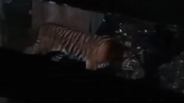 Penampakan harimau sumatera yang terekam kamera pekerja di Siak, Riau. (dok. Istimewa)