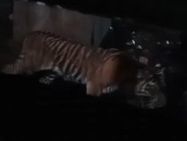 Hati-hati! Ada Harimau Berkeliaran di Kamp Pekerja Sawit Siak