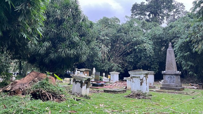 Pohon setinggi 30 meter tumbang akibat hujan deras disertai angin kencang di area Kebun Raya Bogor. Pohon itu menimpa 6 unit makam belanda di lokasi itu. (dok MNR)