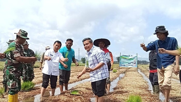 Sawah Bapokok Murah Kelompok Tani Bukik Baeh (Dok Istimewa)