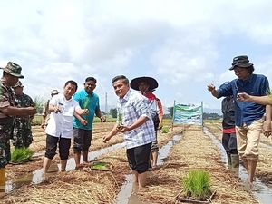 Sawah Bapokok Murah Bisa Dibuat di Seluruh Lahan Indonesia