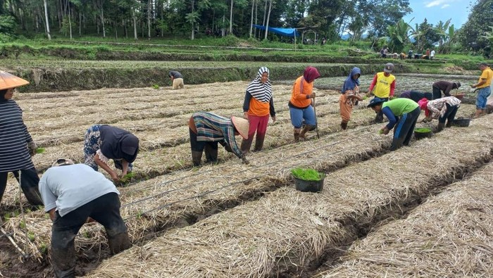 Sistem pertanian bapokok murah di Sumbar (Dok Istimewa)