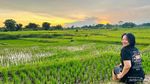 Nikmatnya Makan di Tengah Sawah, Harus Coba Saat Liburan ke Klaten
