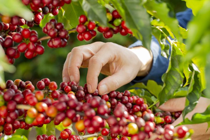 Mengenal 6 Varietas Kopi Populer, Ada Typica hingga Catuai