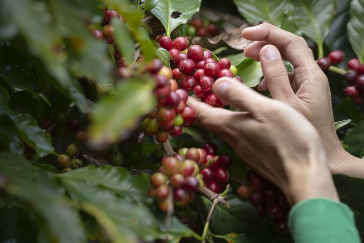 Mengenal 6 Varietas Kopi Populer, Ada Typica hingga Catuai