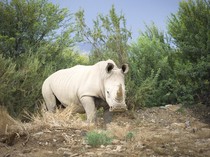 Duel Gajah Vs Badak, Siapa yang Terkuat?