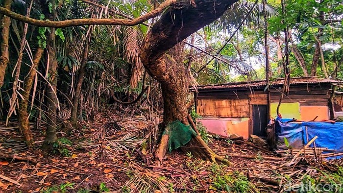 Batu Kenit di Cagar Alam Sukawayana Sukabumi