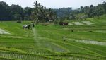 Kini Petani Bali Pakai Drone untuk Semprotkan Pupuk