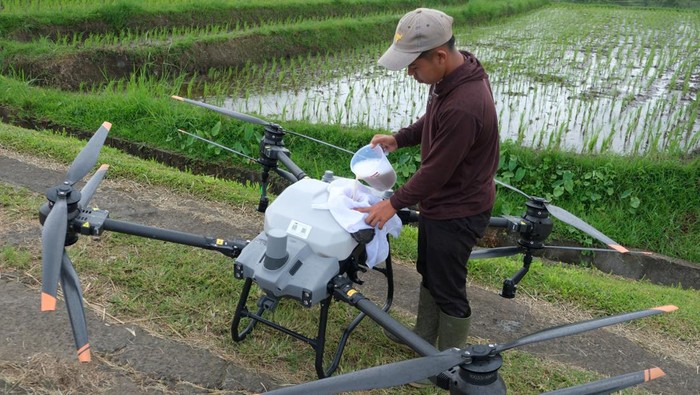 Sebuah drone pertanian atau pesawat tanpa awak menyemprotkan pupuk organik cair di persawahan Desa Jatiluwih, Tabanan, Bali, Sabtu (8/2/2025). Sebagian besar lahan pertanian padi beras merah di desa tersebut saat ini proses pemupukannya dilakukan menggunakan drone yang dimulai sejak Januari 2025. ANTARA FOTO/Nyoman Hendra Wibowo/rwa.