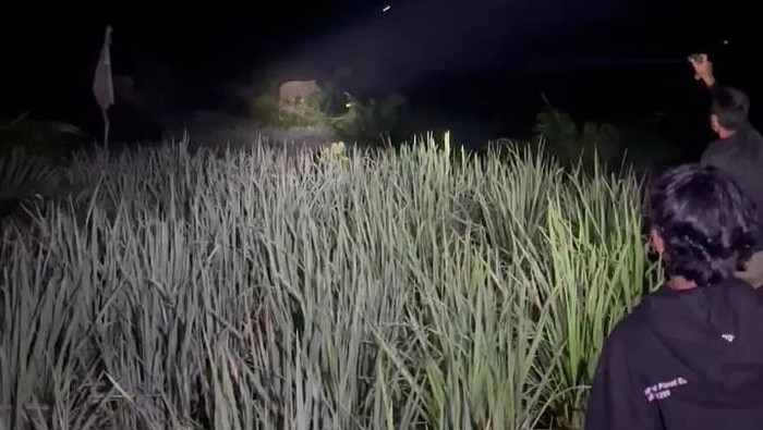 Gajah liar di PALI rusak kebun-pondok warga.