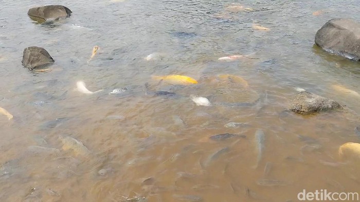 Ikan di Situ Sangiang
