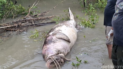 Dugong berukuran besar ditemukan mati terdampar di Pantai Tanah Merah, Kecamatan Kupang Tengah, Kabupaten Kupang, NTT. (Yufengki Bria/detikBali).