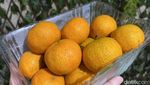Ini 5 Varietas Jeruk Unik, Ada yang Sekilo Rp 140 Ribu!