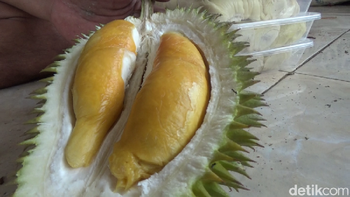 Menikmati Manis Legit Durian Oranye Lereng Gunung Semeru