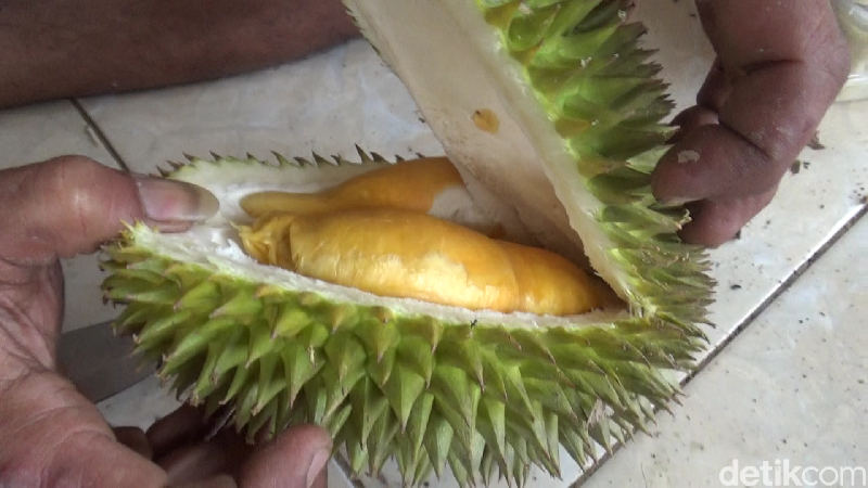 Menikmati Manis Legit Durian Oranye Lereng Gunung Semeru